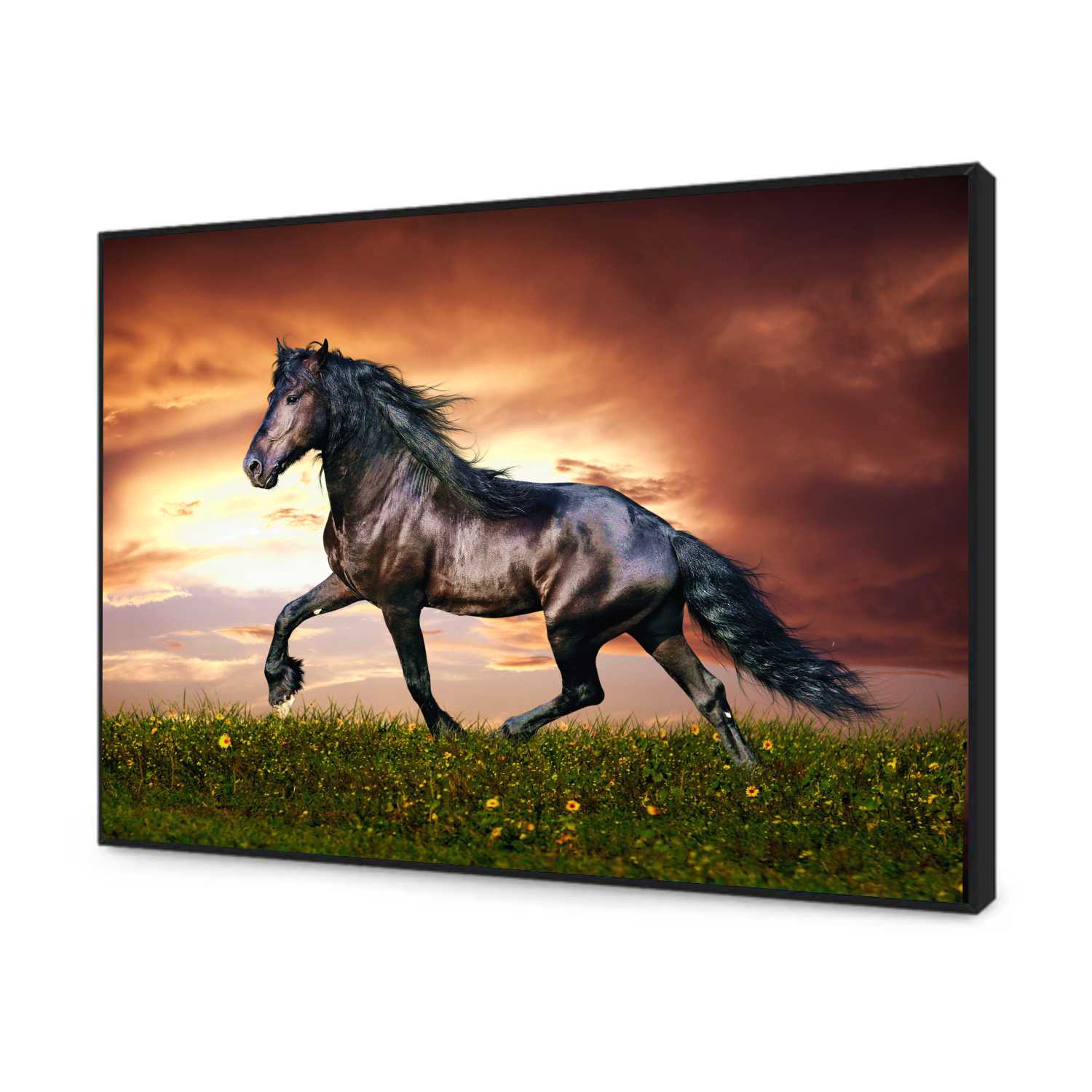 Quadro Decorativo Cavalo Negro nos Campos
